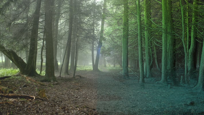 forest-pointcloud