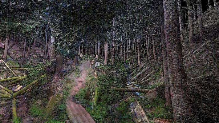 nexys-forest-point-cloud